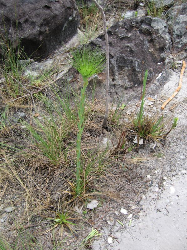 2008-01-09 Chapada (22) cool plant